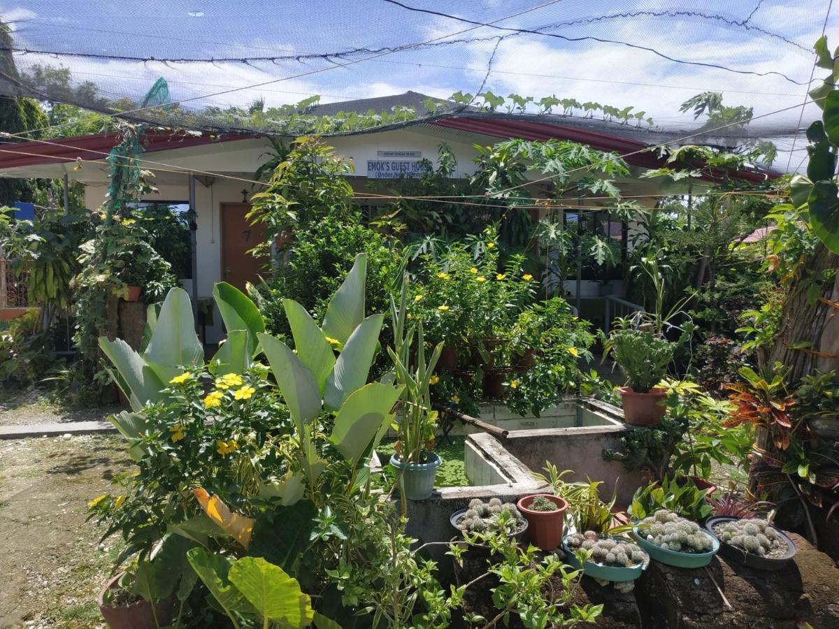 Emoks Guest House Moalboal Exterior photo